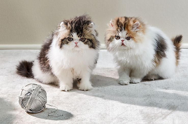 Tiffany & Co Home Décor