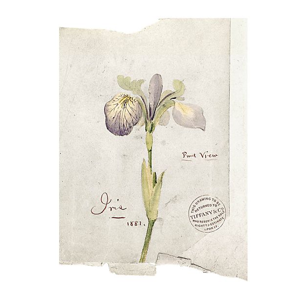 Tiffany & Co. Iris Drawing, 1881