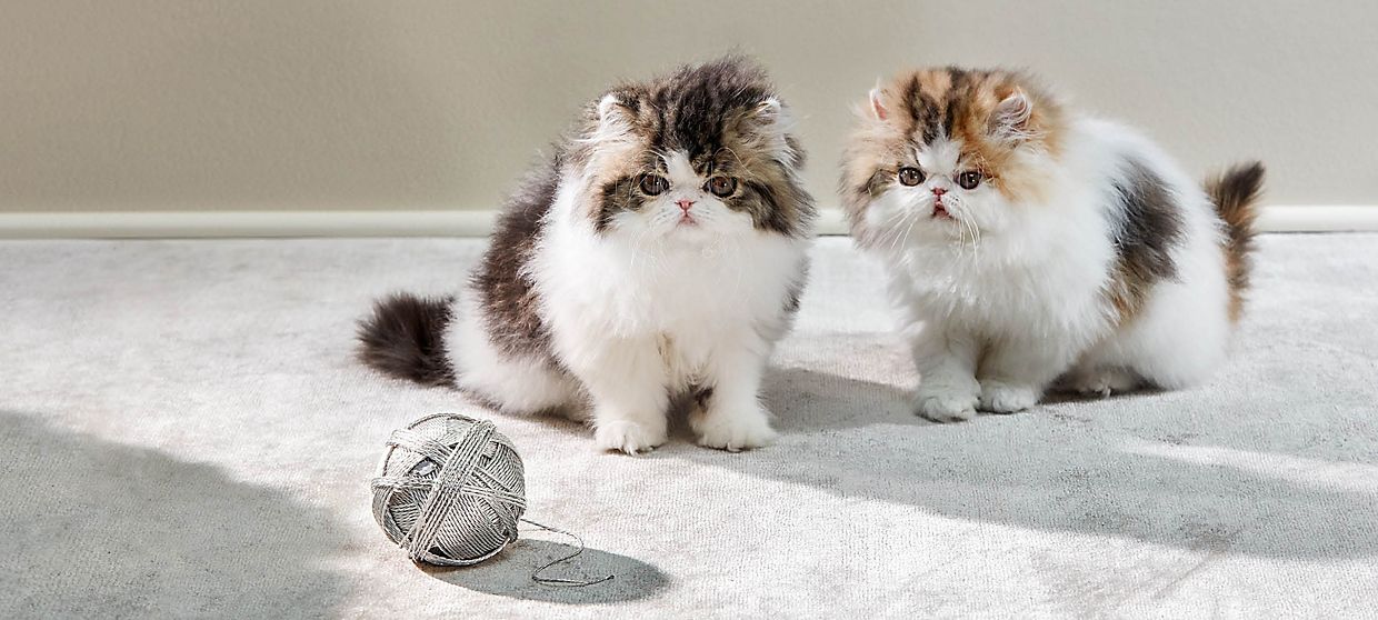 Tiffany & Co Home & Accessories Collection