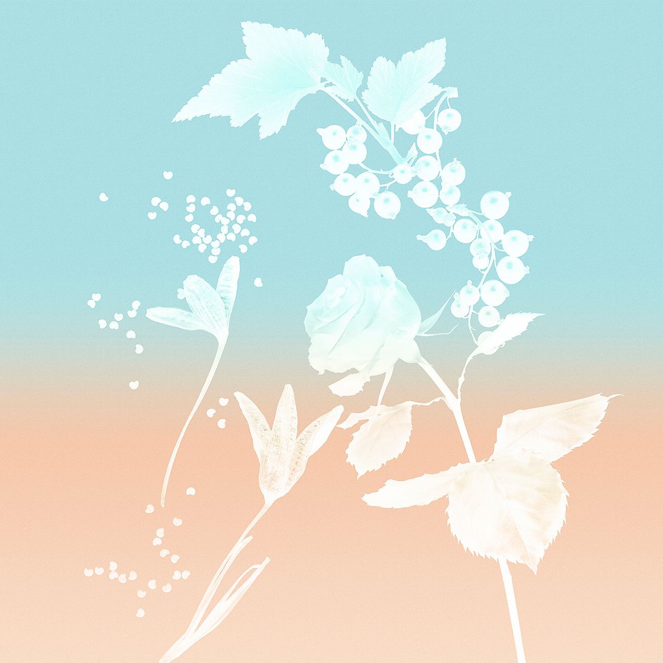 Tiffany Rose Gold Eau de Parfum，2.5 安士。| Tiffany & Co.