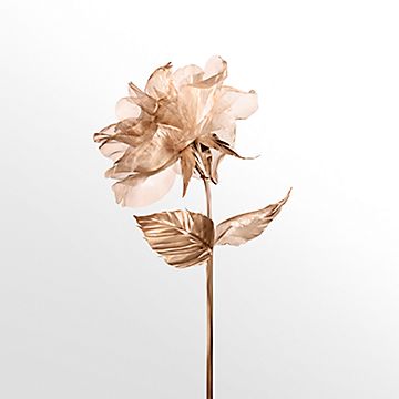 Tiffany & Co. Rose Gold Eau de Parfum, 1.6 oz. | Tiffany & Co. CA