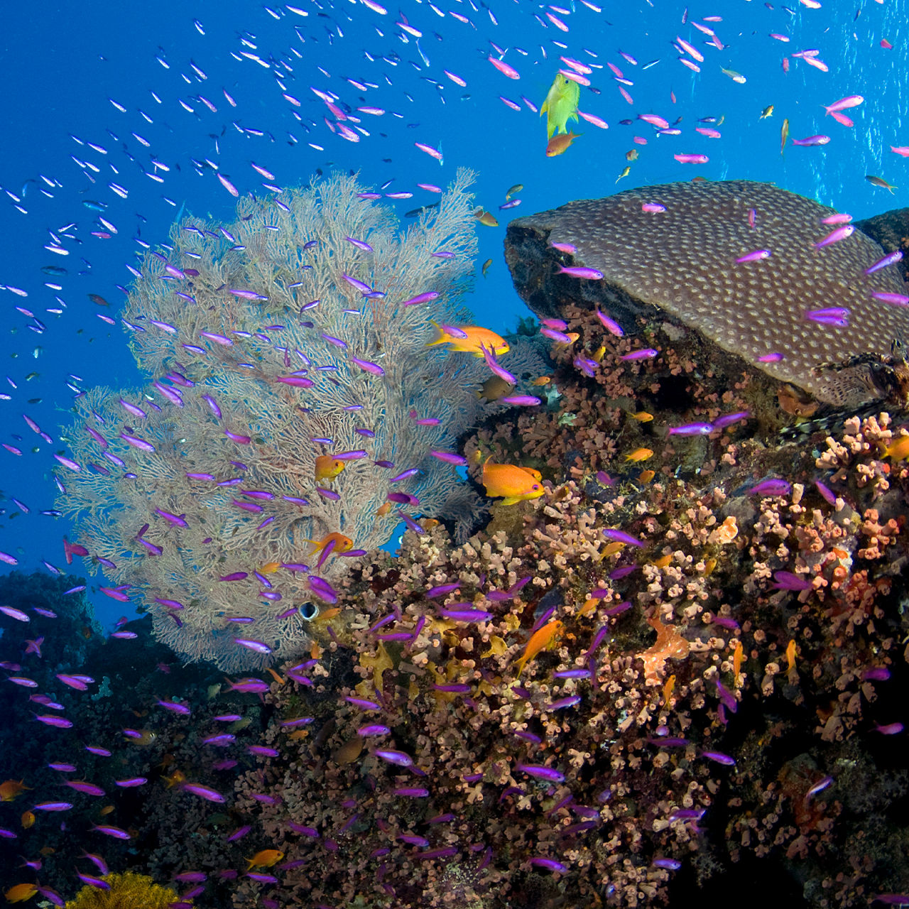 Ocean & Coral Conservation