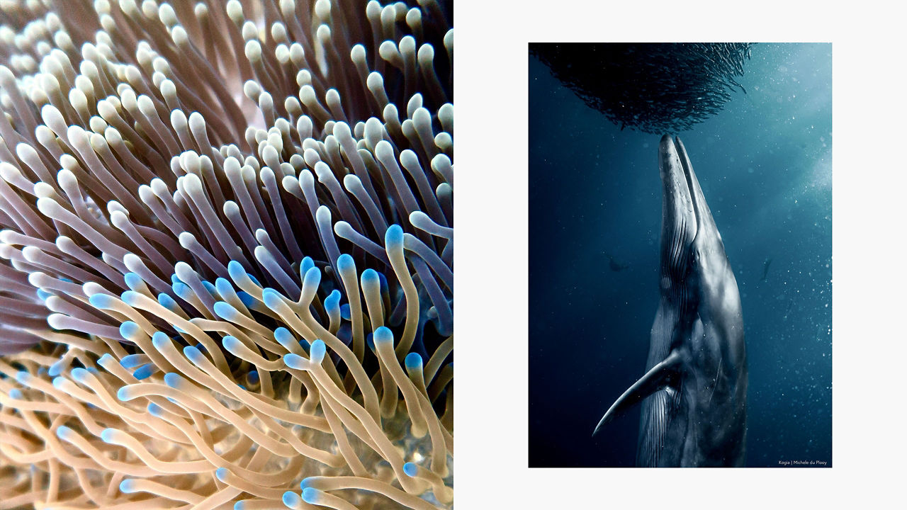 Our Inaugural UNESCO-IOC Partnership