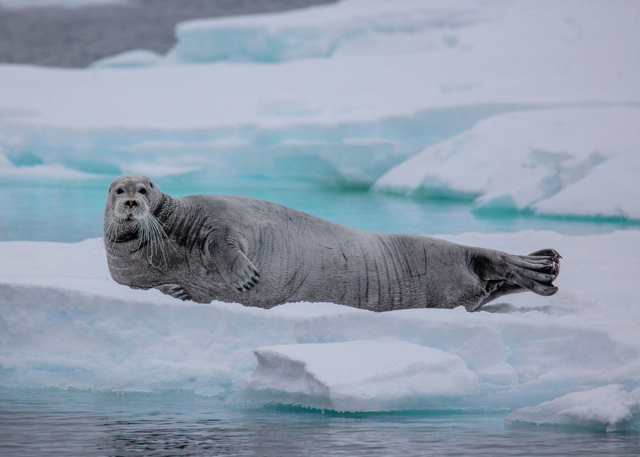 Seal Image