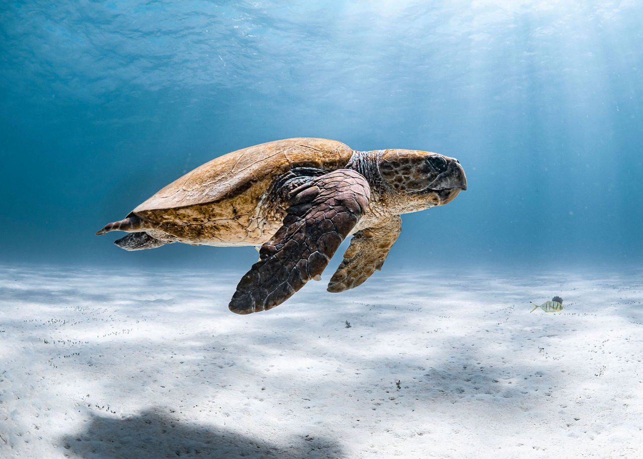 A Milestone in Global Biodiversity Stewardship