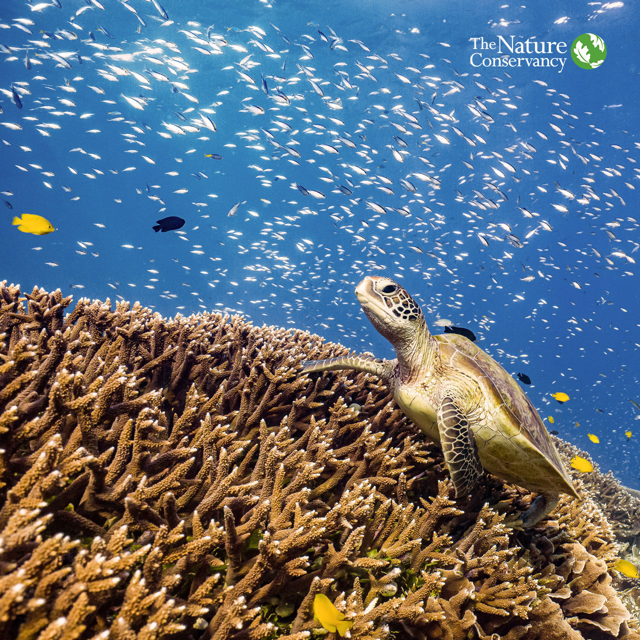 Love For Our Oceans