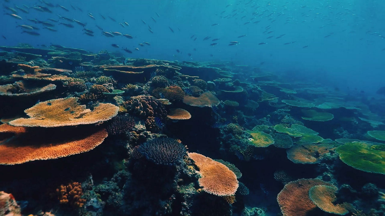 Advancing Coral Conservation at Tiffany & Co. 