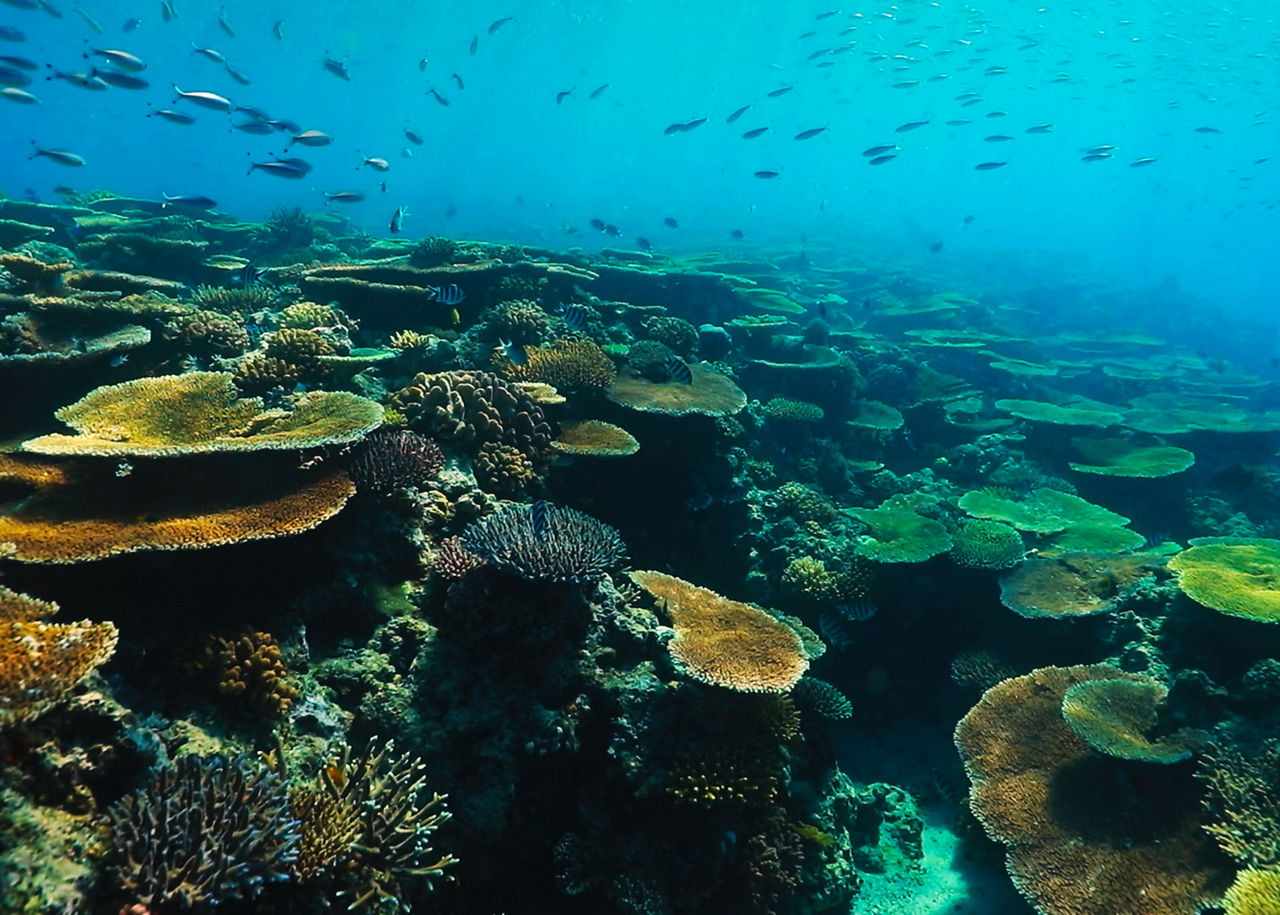 Advancing Coral Conservation at Tiffany & Co. 
