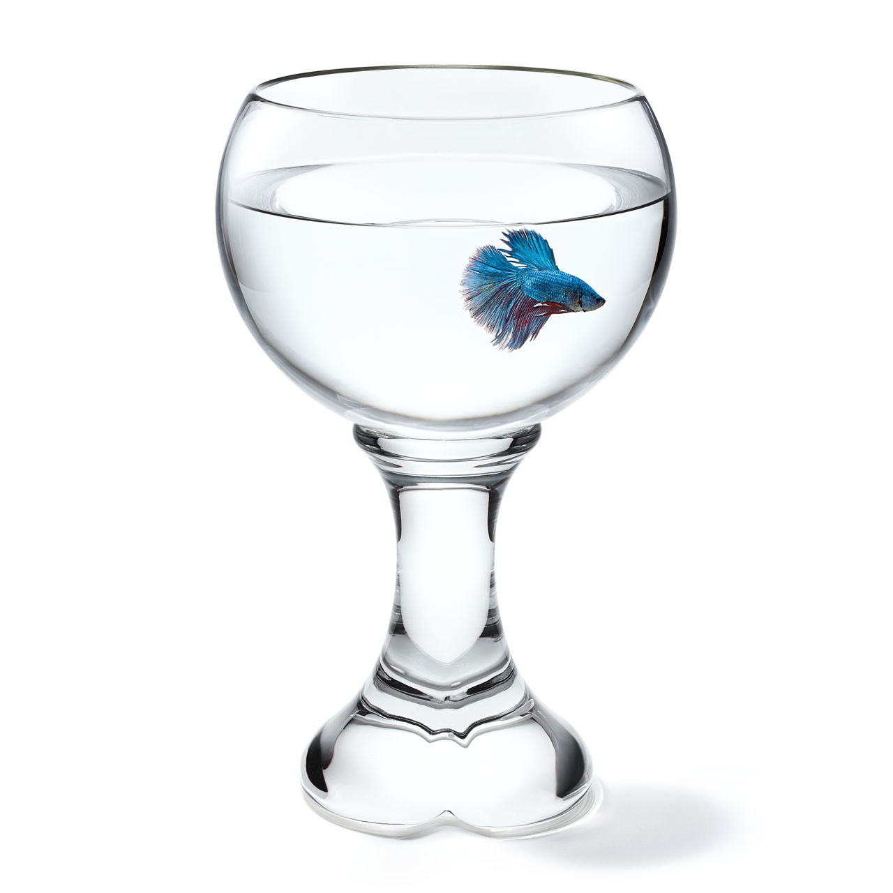 Fishbowl