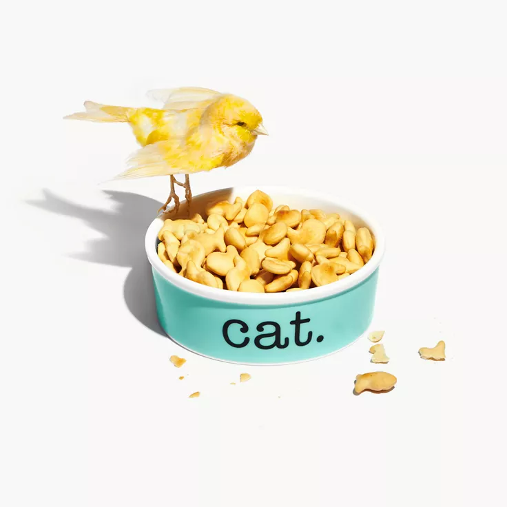 Cat Bowl , 1
