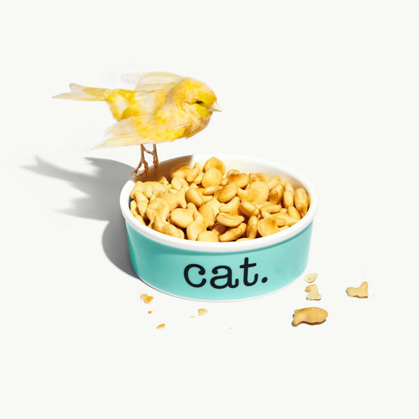 Cat Bowl 