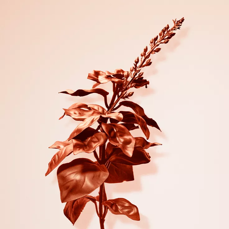 Tiffany & Co.:Rose Gold Intense Eau de Parfum 75ml, 5