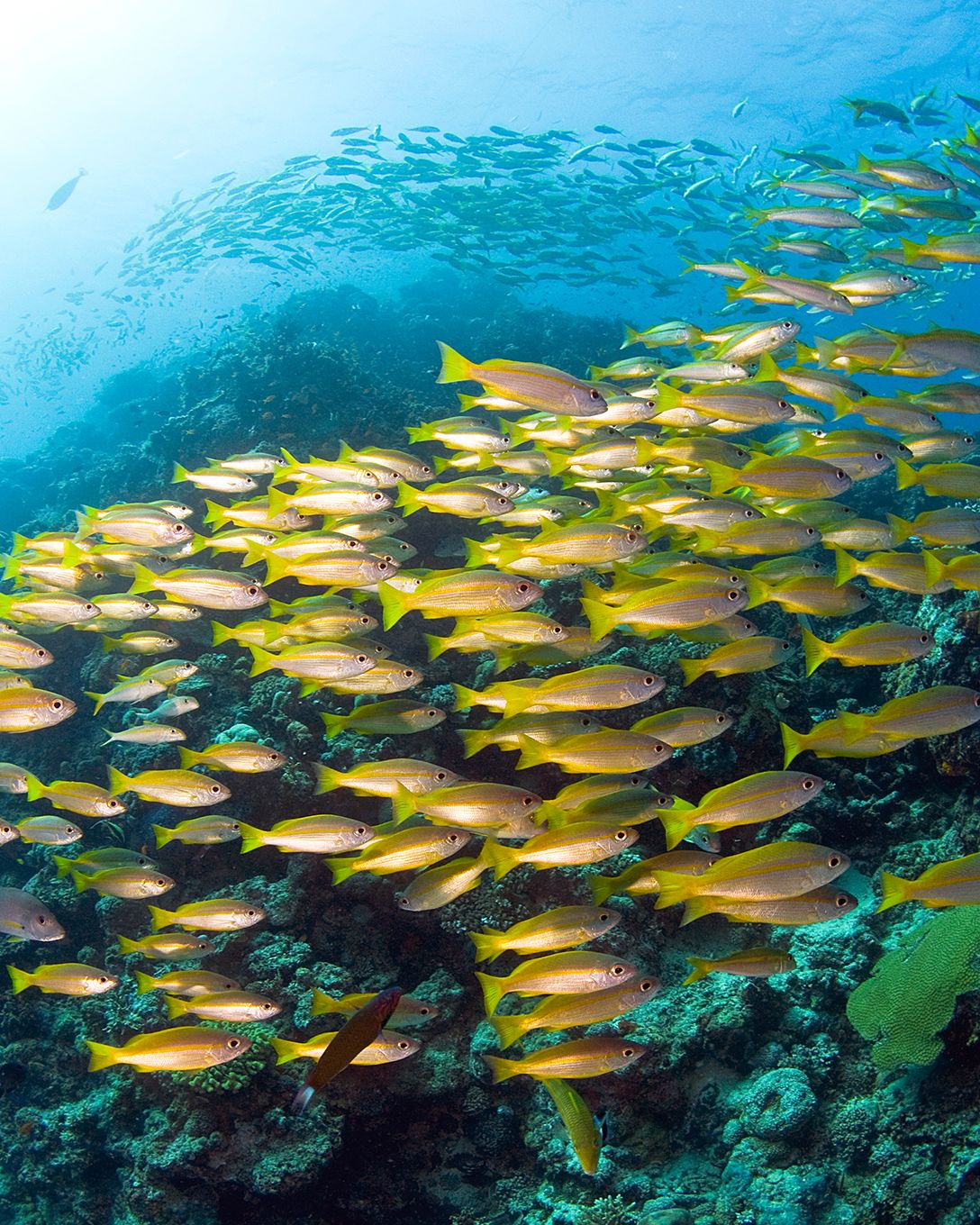 The Tiffany & Co. Foundation