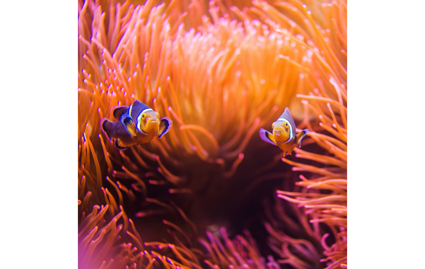 The Tiffany & Co. Foundation