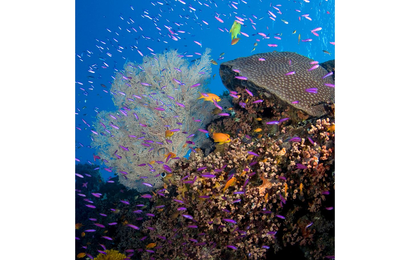 Ocean & Coral Conservation