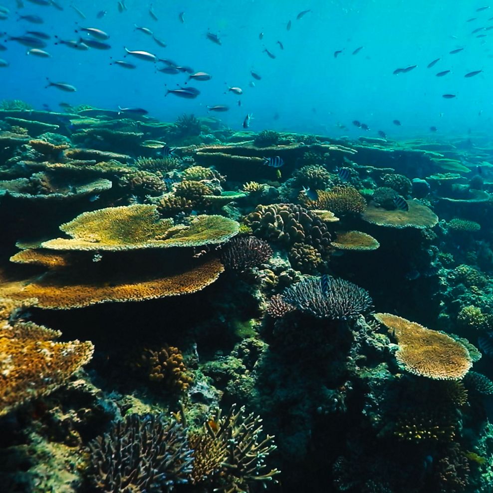 Advancing Coral Conservation at Tiffany & Co. 