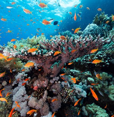 image of coral reef