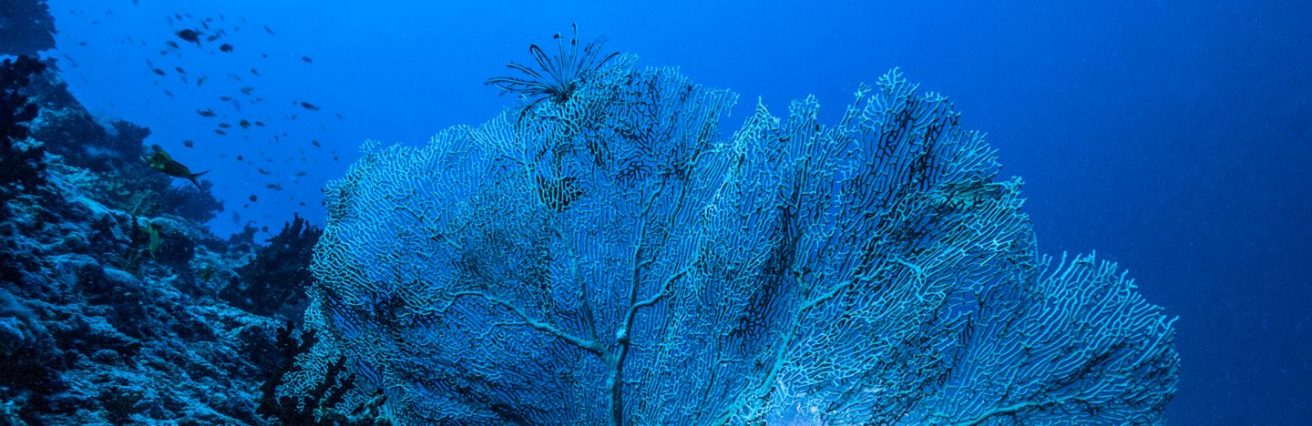 TIffany n Co Foundation