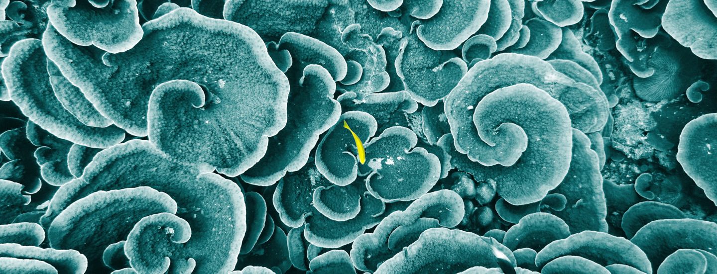 Desktop-Landing-Focus-header