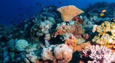 Tiffany & Co Foundation