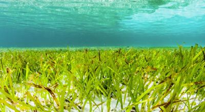 Tiffany & Co Foundation