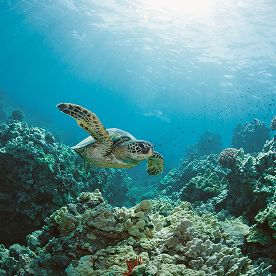 Image of a sea turtle swimming