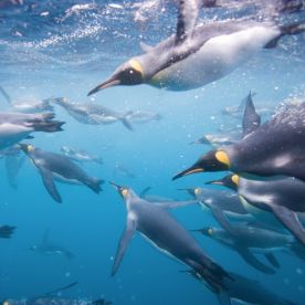 Image of penguins underwater