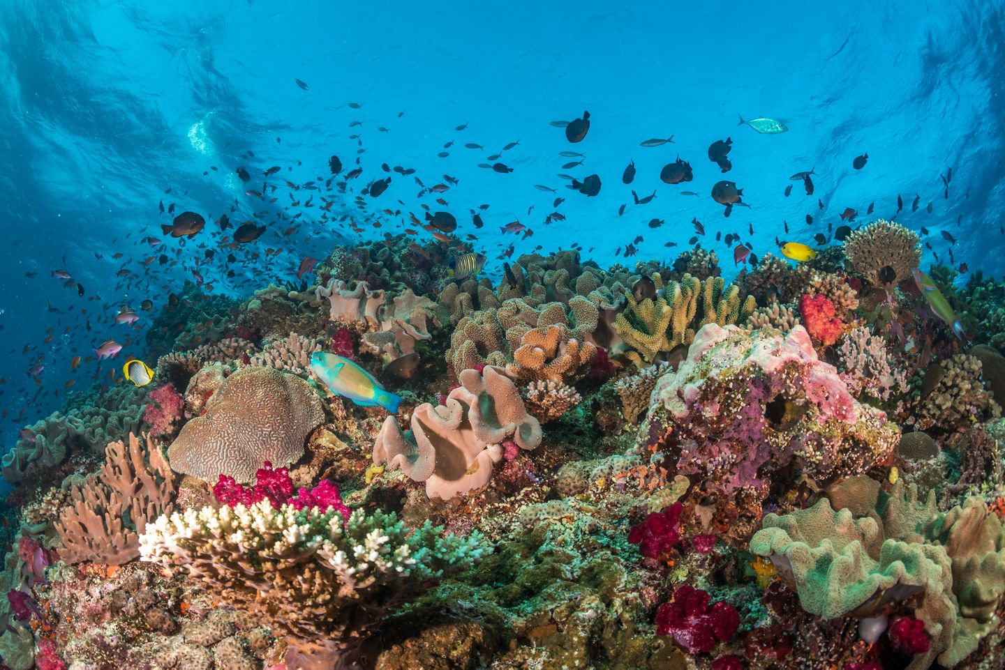 Wildlife Conservation Society. Photo by Tom Vierus.